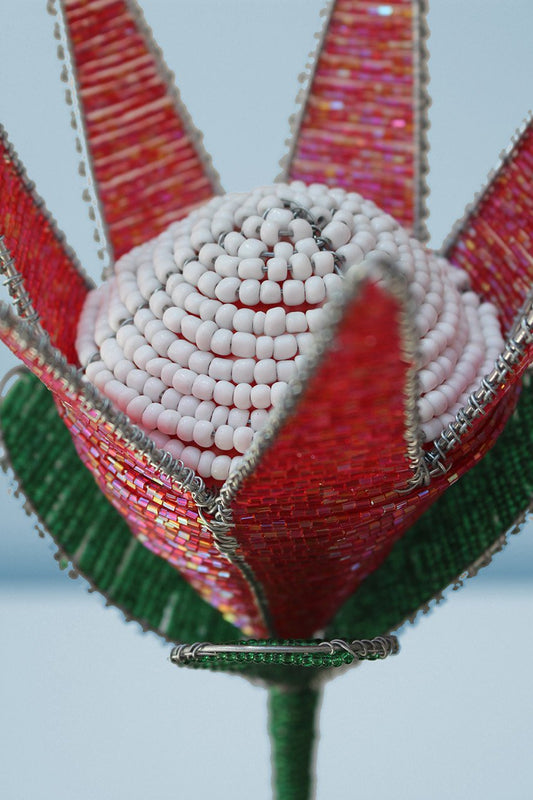 Beaded king protea