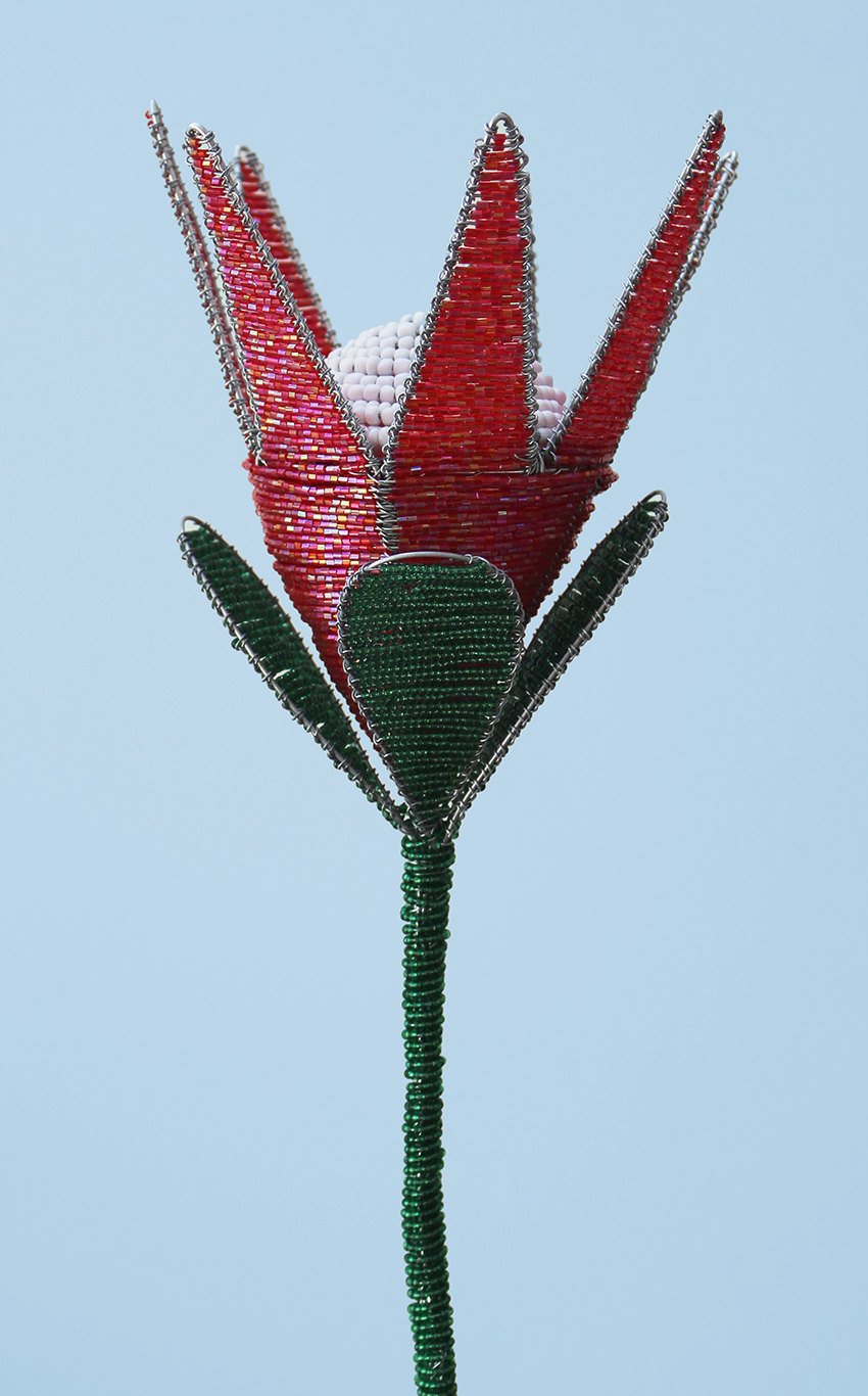 Beaded king protea